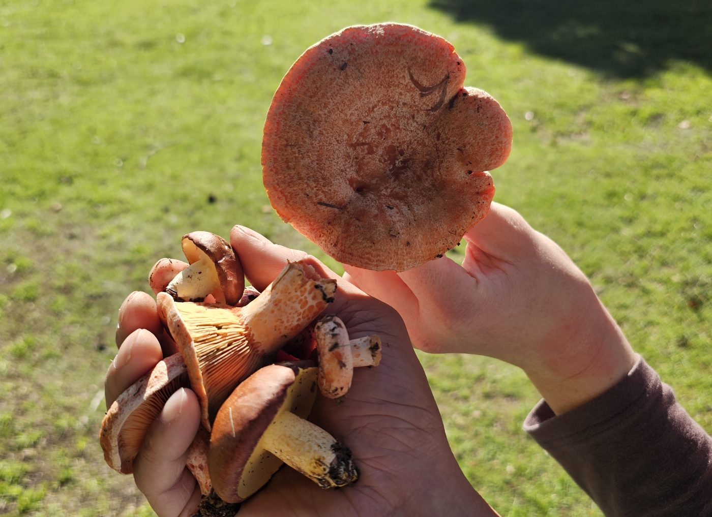 Two hands held up against sunlit grass. One holds a single large mushroom
                cap-upwards, orange-pink and faintly zoned; the other cups a handful of
                smaller mushrooms with caps of several different colours.